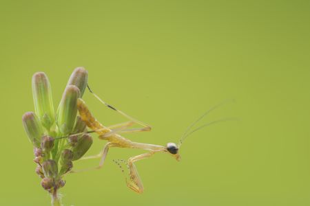 昆虫,螳螂,节肢动物,动物,生物,特写