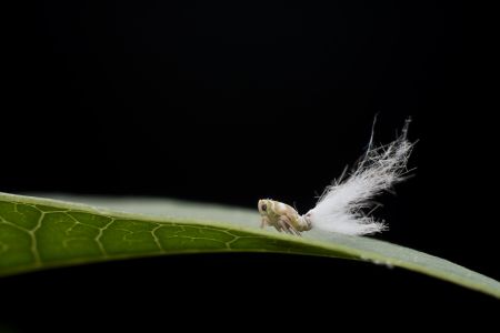 昆虫,生物,毛虫,节肢动物,昆虫类,动物,特写,微距