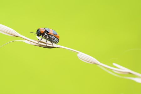 昆虫,节肢动物,生物,动物,特写,微距