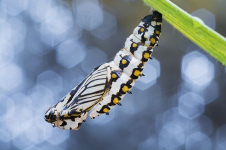 特写,毛毛虫,生物,动物,昆虫,植物