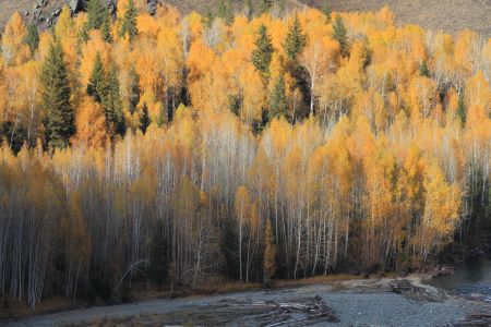 山川,植物,高原,自然风光,森林,树叶,树木,中国,新疆
