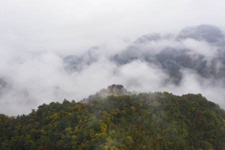气候气象,云雾,树,宝鸡,陕西,自然风光,山川,植物