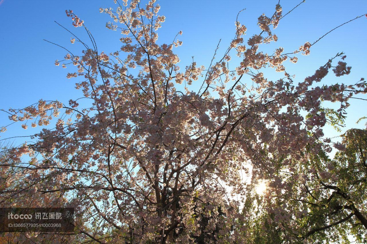 自然风光,植物,花