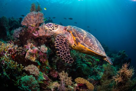 珊瑚礁,爬行类,玳瑁海龟,自然风光,生物,海洋,特写,动物,爬行动物,植物,海龟,大海龟