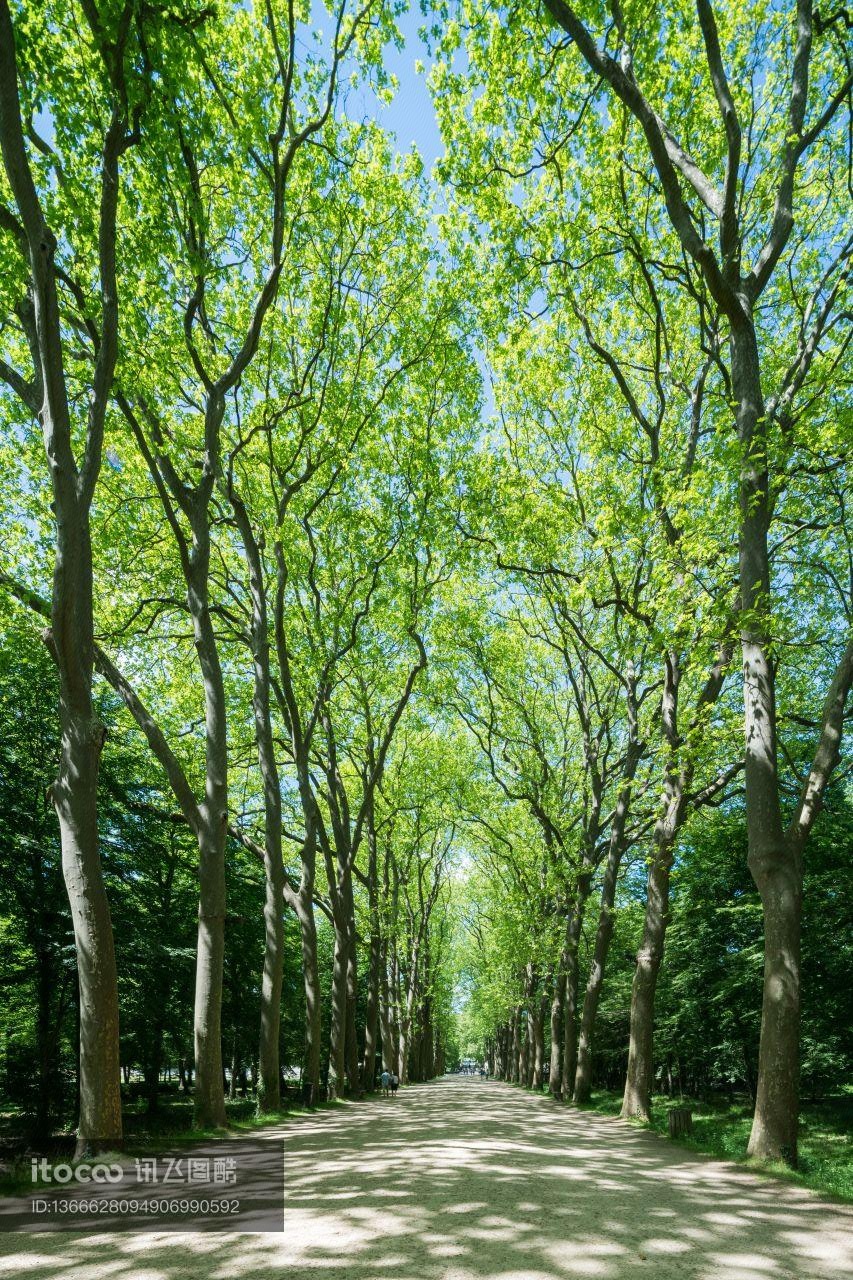 树,树林,法国
