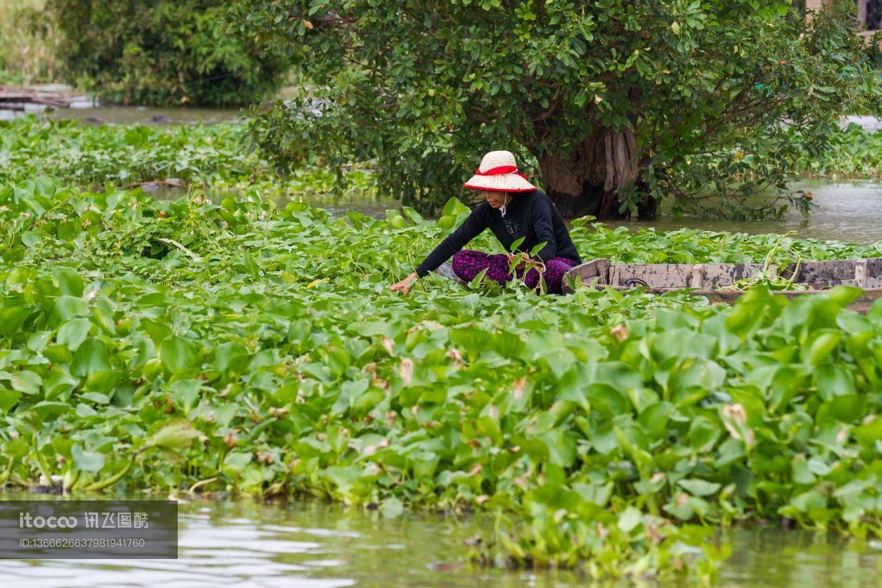 柬埔寨,国外,生物