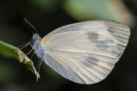 昆虫,节肢动物,动物,特写,微距,生物,自然风光,昆虫类