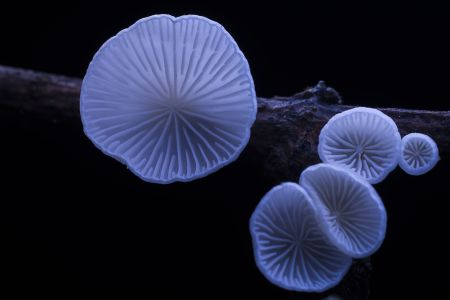 蘑菇（块菌）,炫蓝蘑菇,植物,生物,真菌,特写