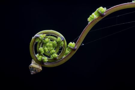 昆虫,毛毛虫,动物,生物,特写,昆虫类,虫子