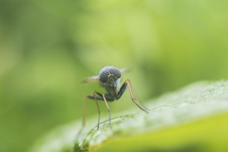 生物,昆虫,蝇,特写,动物,自然,户外,环境,树叶,青草,植物,田园风光