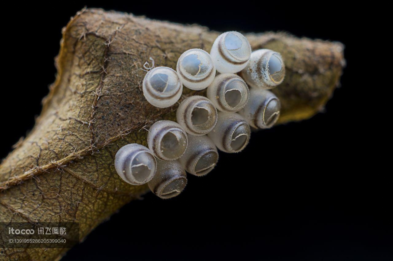 生物,昆虫,虫卵