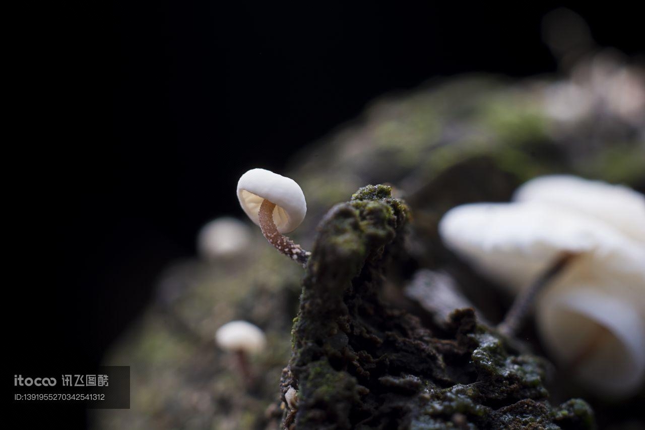 特写,蘑菇（块菌）,自然