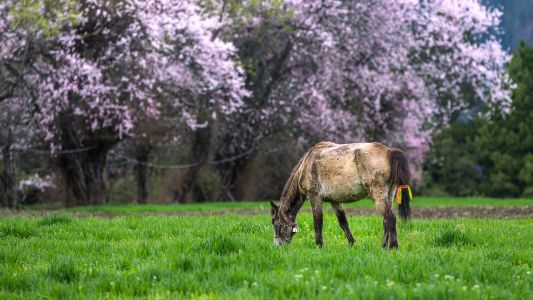 自然风光,生物,树木,马,植物,树