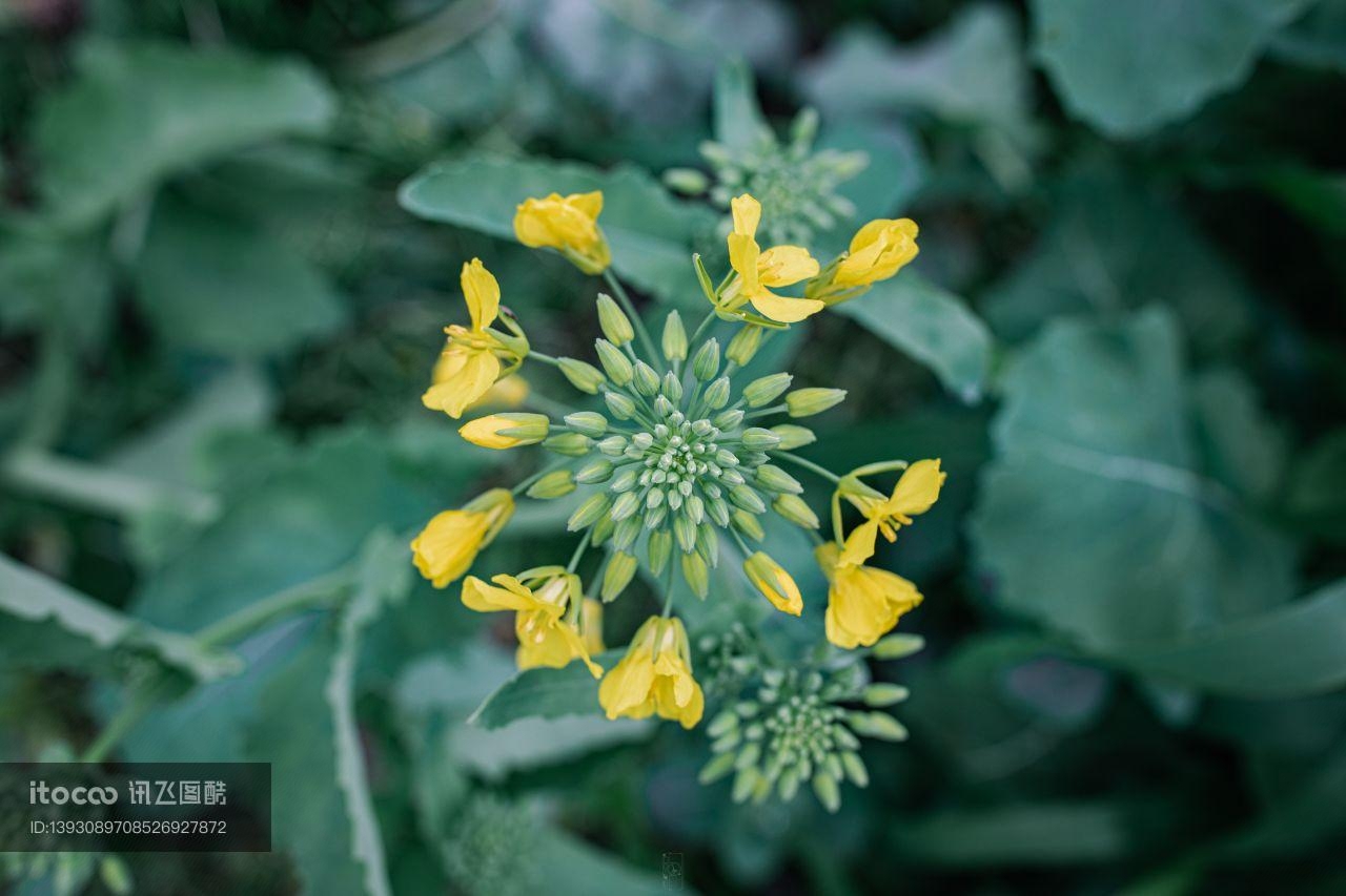 特写,小黄花,生物