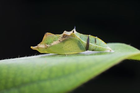 特写,生物,动物,昆虫,植物,树叶