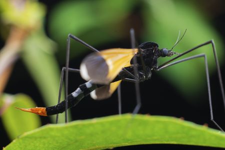生物,昆虫,动物,特写,自然,环境,户外,树叶,青草,田园风光,植物