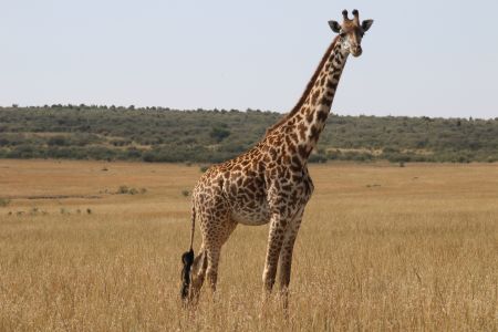 国外,动物,肯尼亚,自然风光,生物,哺乳动物,长颈鹿,草原,特写,植物,马赛长颈鹿,安哥拉长颈鹿