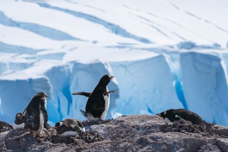 哺乳动物,企鹅,自然风光,两极,动物,南极