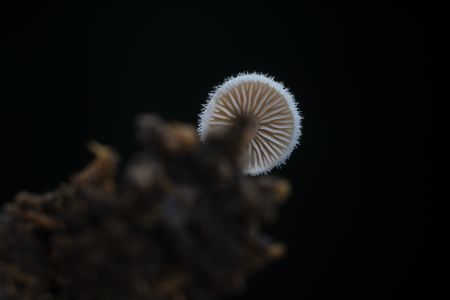 特写,黑色背景,生物,真菌,蘑菇（块菌）