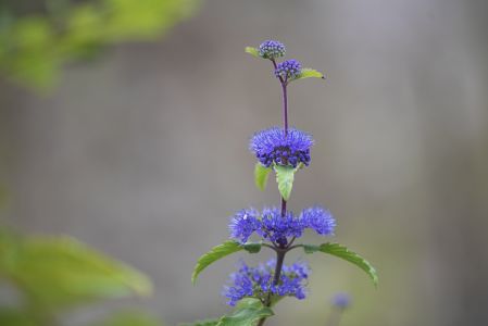 植物,毛茛科,莸,生物