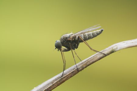 生物,昆虫,特写,动物,自然,户外,蝇,树叶,青草,环境,田园风光,植物