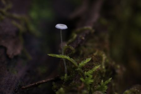 车前科,菊科,蓝花野茼蒿,植物,生物