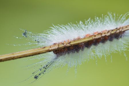 特写,毛毛虫,生物,动物,昆虫