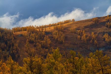 山川,植物,高原,自然风光,森林,树叶,树木,中国,新疆