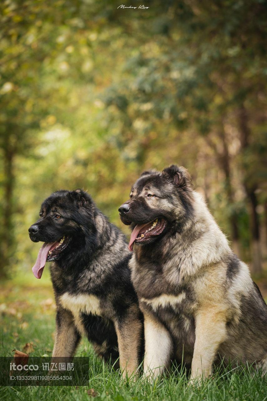 动物,狗,俄罗斯高加索犬