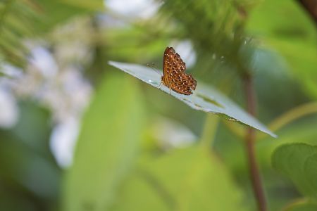 特写,蝴蝶,生物,动物,昆虫,植物,树叶