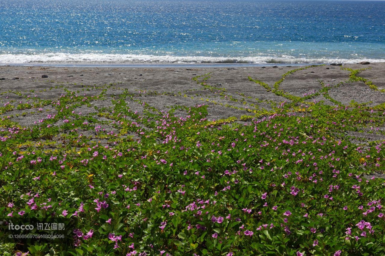 海洋,花海,植物