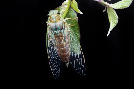 昆虫,生物,毛虫,节肢动物,昆虫类,动物,特写,微距