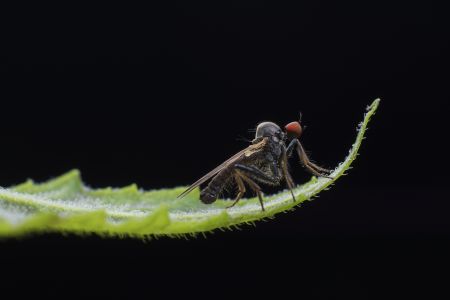 特写,生物,动物,昆虫,植物,树叶