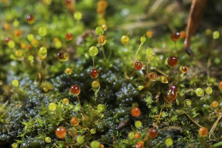 生物,昆虫,葫芦藓,特写,自然,环境,动物,田园风光,季节,植物