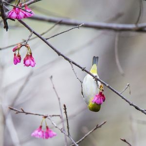 鸟类,花,花卉,自然风光,生物,植物,特写