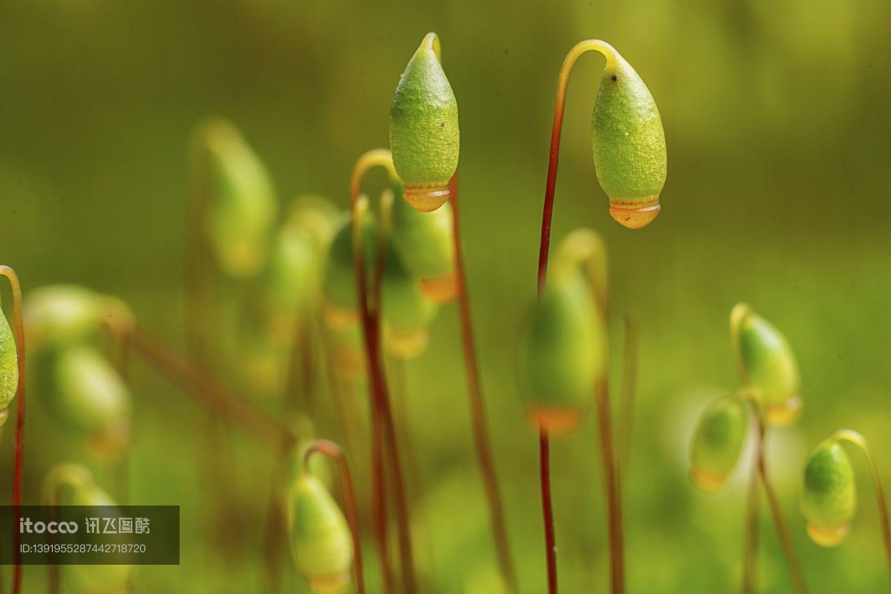 生物,葫芦藓,特写