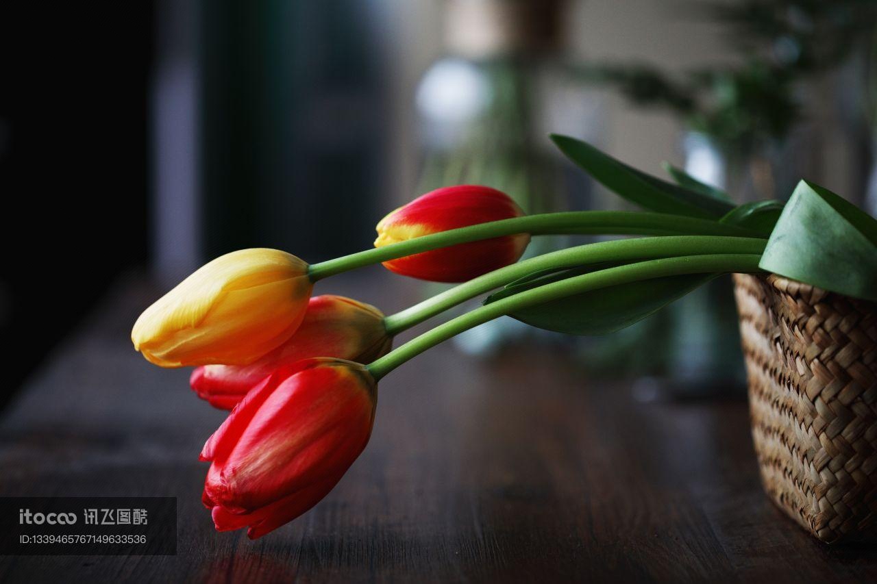 特写,花,郁金香