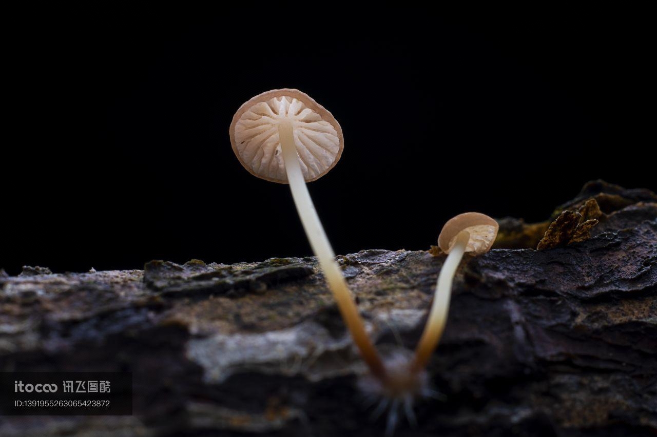 特写,蘑菇（块菌）,树木