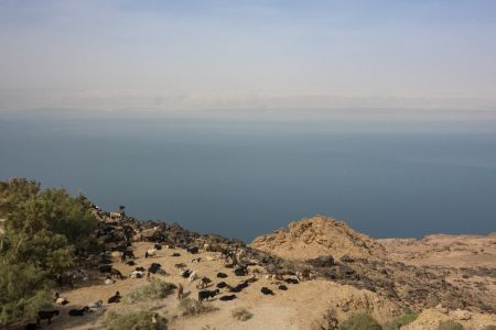 海洋,树,死海,国外,自然风光,植物,约旦