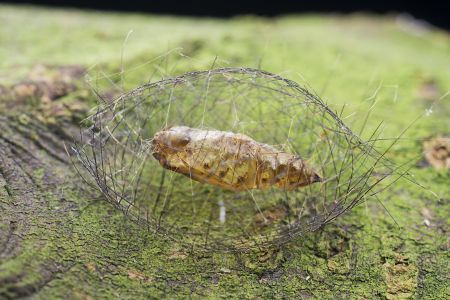 特写,生物,动物,昆虫,植物,地衣