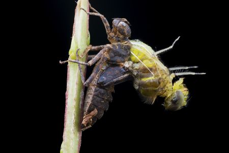 特写,黑色背景,生物,动物,昆虫,植物,藤类