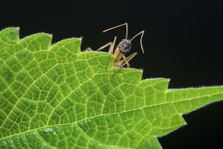 生物,特写,昆虫,树叶,动物,自然,季节,蚂蚁,植物,环境,田园风光