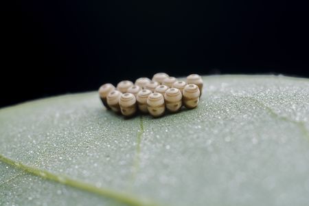 特写,虫卵,生物,动物,昆虫,植物,树叶