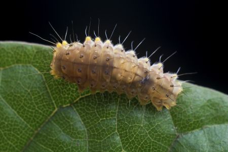 昆虫,微距,节肢动物,生物,动物,特写