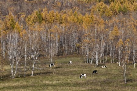 森林,树木,自然风光,植物,树叶,中国,内蒙古