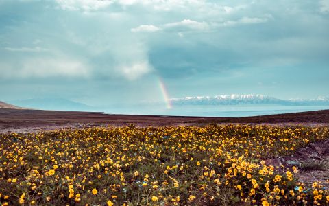 草原,天空,花,植物,自然风光,全景,花海,湖泊