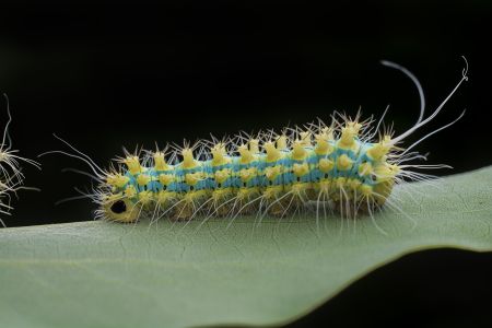 动物,毛毛虫,生物,昆虫,特写