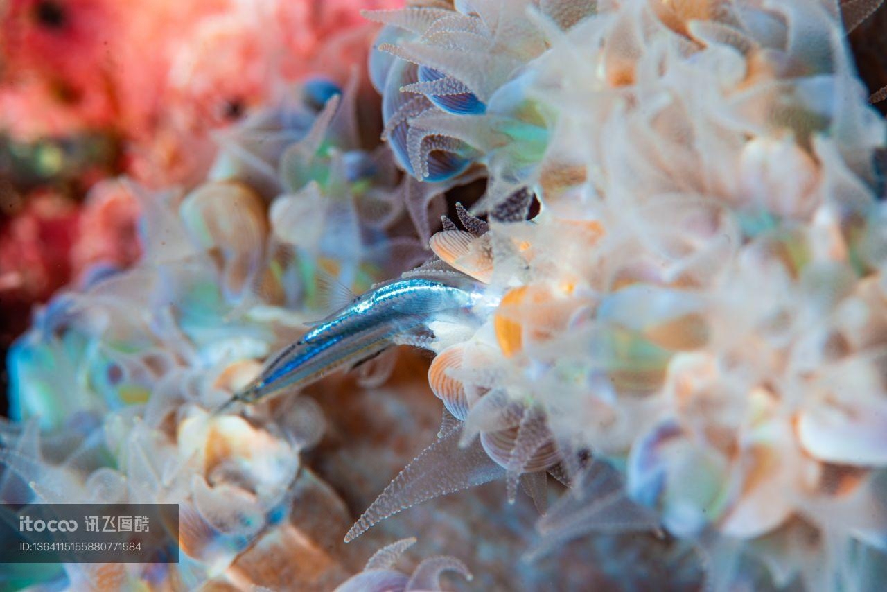 海洋生物,自然风光,海洋