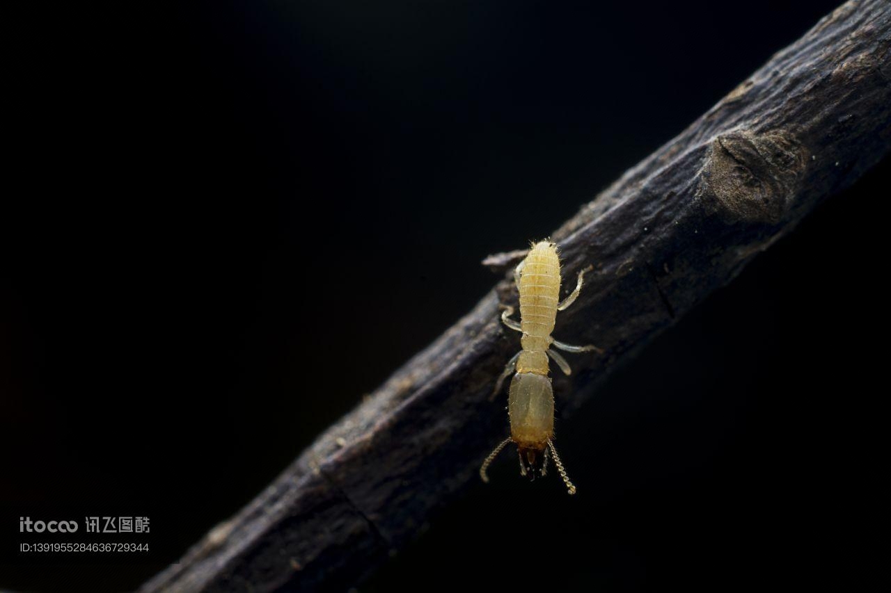 生物,白蚁,特写