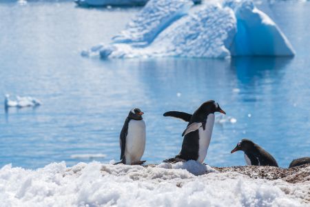 南极,企鹅,自然风光,冰川,湖泊,海洋,动物,哺乳动物
